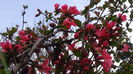 DSC06251