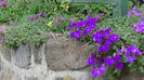 DSC06271