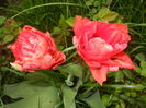 Tulipa Red (2016, April 08)