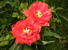 Tulipa Red (2016, April 08)