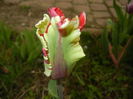 Tulipa Flaming Parrot (2016, April 08)