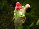 Tulipa Flaming Parrot (2016, April 08)