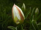 Tulipa Happy Generation (2016, April 08)
