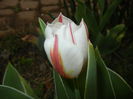 Tulipa Happy Generation (2016, April 08)