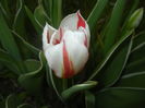 Tulipa Happy Generation (2016, April 08)