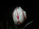 Tulipa Happy Generation (2016, April 09)