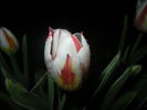 Tulipa Happy Generation (2016, April 09)