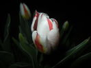 Tulipa Happy Generation (2016, April 09)