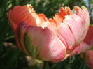 `Apricot Parrot`