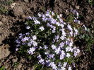 phlox subulata early spring blue