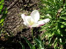 lalea alb-roz