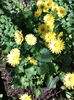 Doronicum orientale- iarba ciutei