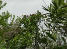 DSCN4681