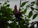 DSCN4691