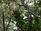 DSCN4715