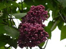 DSCN4724