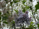 DSCN4727