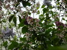 DSCN4728