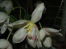 DSCN4786