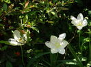 DSCN4851