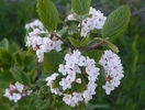 viburnum burk. Anne Russell