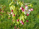 malus Sun Rival