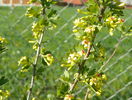 ribes aureum