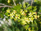 ribes aureum