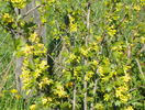 ribes aureum