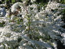 spiraea Grefsheim