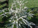 spiraea Grefsheim