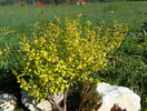physiocarpus Darts Gold