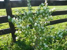 amelanchier lam. Obelisk