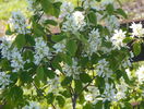 amelanchier lam. Obelisk