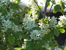 amelanchier lam. Obelisk