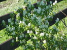 amelanchier lam. Obelisk