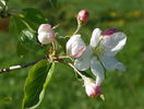 malus John Downie