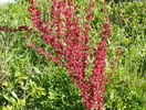 berberis Orange Rocket