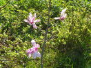 magnolia Leonard Messel