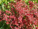 berberis Admiration
