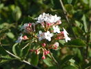 viburnum carlesii