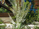 prunus gland. Alba Plena