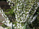 prunus gland. Alba Plena