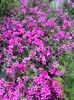 Phlox subulata