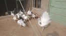 FB_IMG_1460829587727