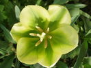 `Spring Green`