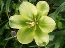 `Spring Green`
