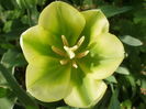`Spring Green`