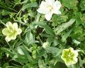 `Spring Green` si `Mount Tacoma`