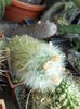 Mammillaria